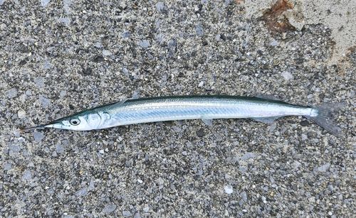 サヨリの釣果