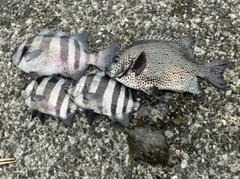 イシガキダイの釣果