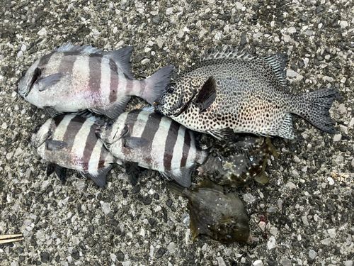 イシガキダイの釣果