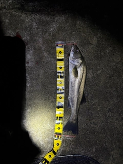 スズキの釣果