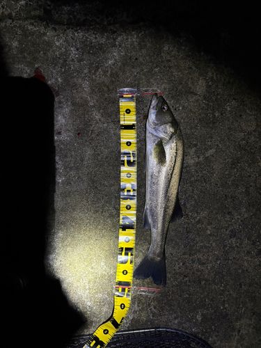 スズキの釣果