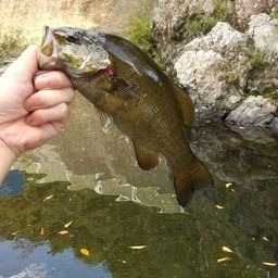 スモールマウスバス