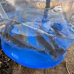 カマス