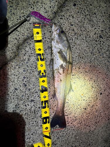 スズキの釣果