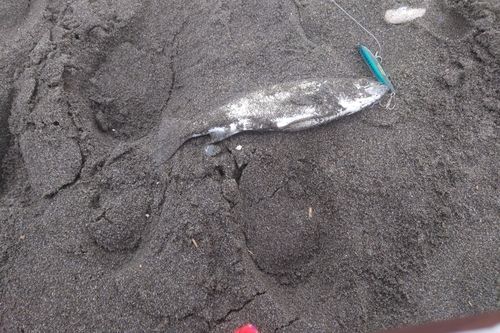 セイゴ（マルスズキ）の釣果