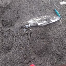 セイゴ（マルスズキ）