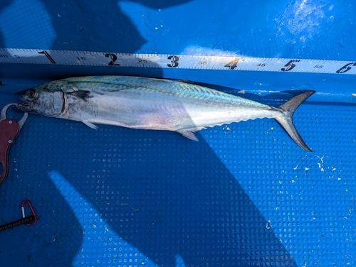 サワラの釣果