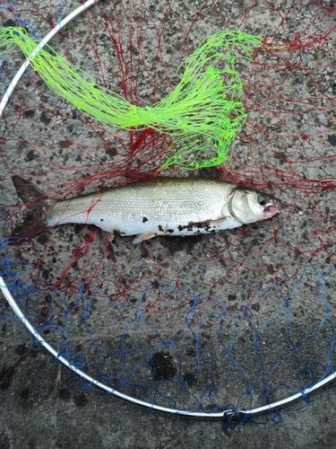 ウグイの釣果