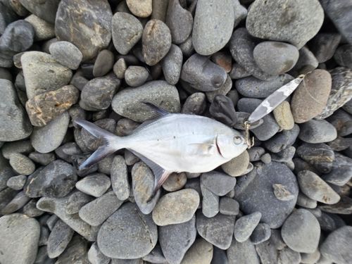 コバンアジの釣果