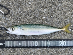 サバの釣果