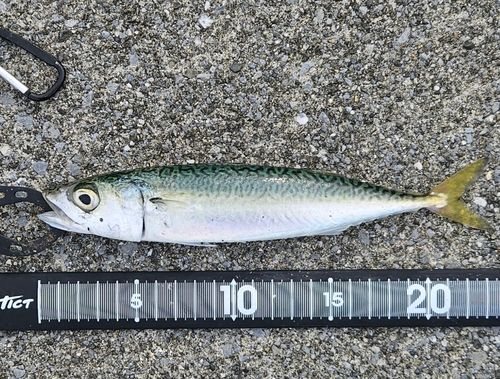 サバの釣果