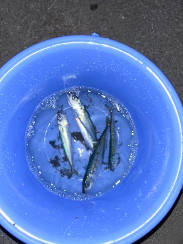 サバの釣果