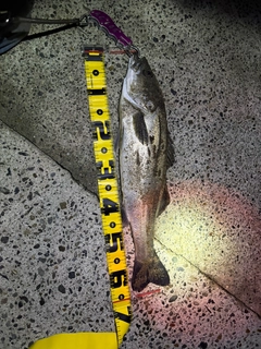 スズキの釣果