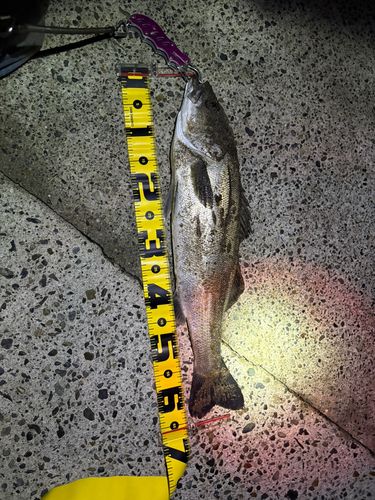 スズキの釣果
