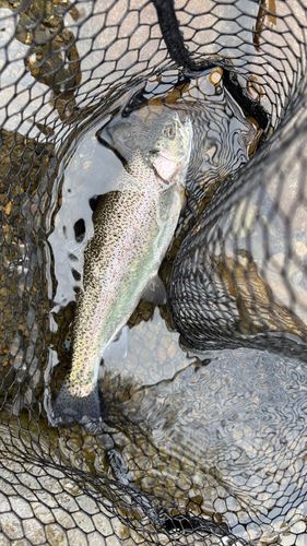 ニジマスの釣果