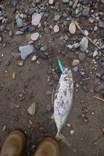 イナダの釣果