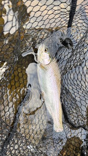 ニジマスの釣果