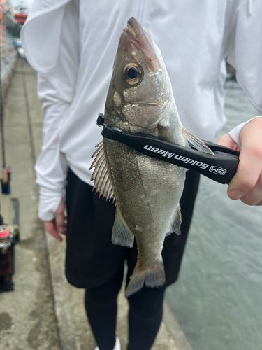 セイゴ（マルスズキ）の釣果