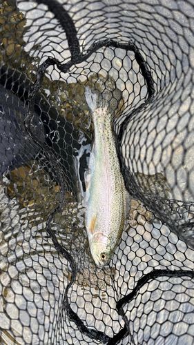 ニジマスの釣果