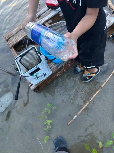 テナガエビの釣果