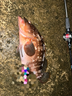 キジハタの釣果