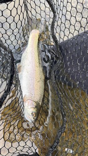 ニジマスの釣果