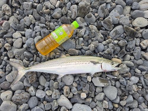 サゴシの釣果