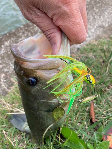 ラージマウスバスの釣果