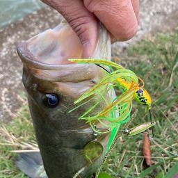 ラージマウスバス