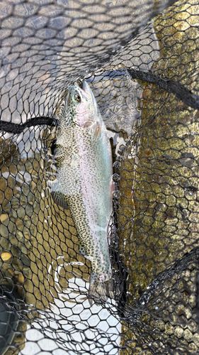 ニジマスの釣果