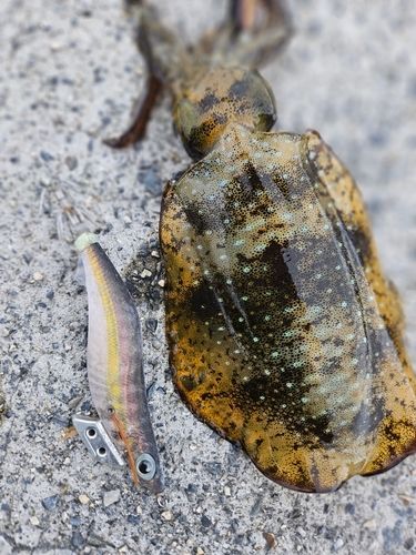 アオリイカの釣果