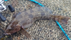 アイナメの釣果