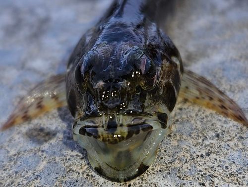 アナハゼの釣果
