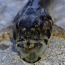 アナハゼ
