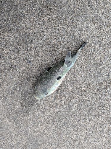 フグの釣果