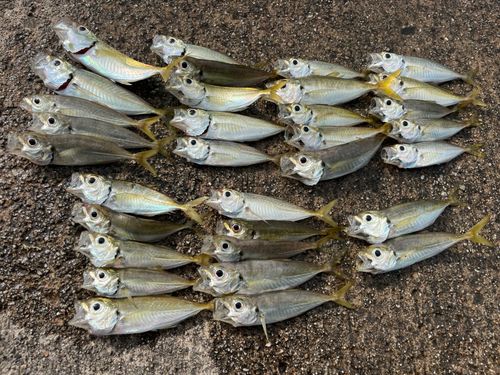 マアジの釣果