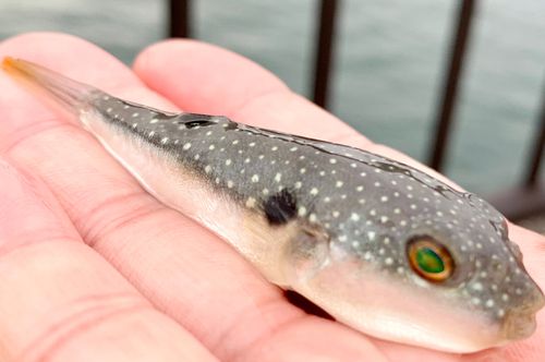 クサフグの釣果