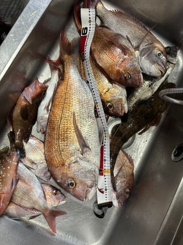 マダイの釣果
