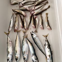 サバ
