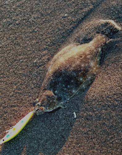 ソゲの釣果