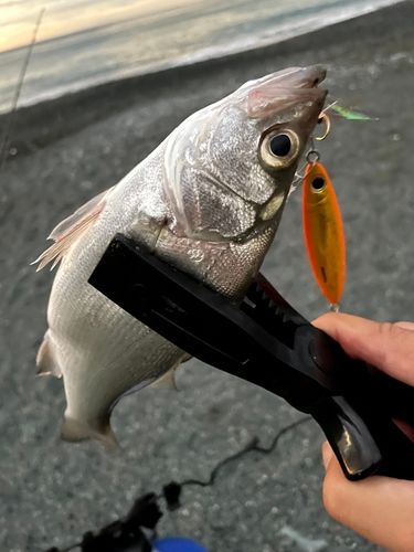 セイゴ（ヒラスズキ）の釣果