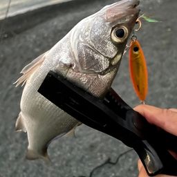 セイゴ（ヒラスズキ）