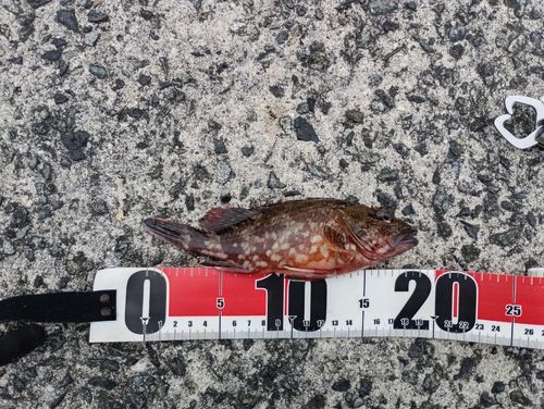 カサゴの釣果