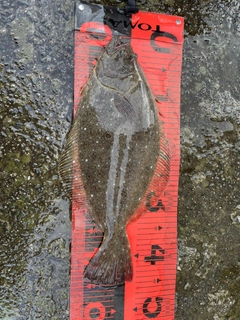 ヒラメの釣果