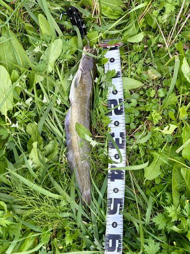ナマズの釣果