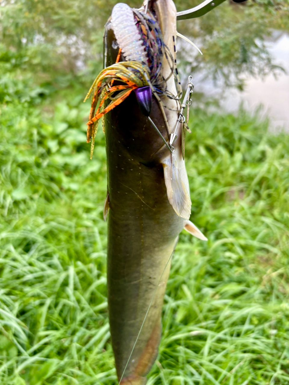 ナマズ