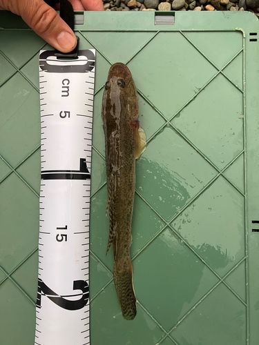 ハゼの釣果