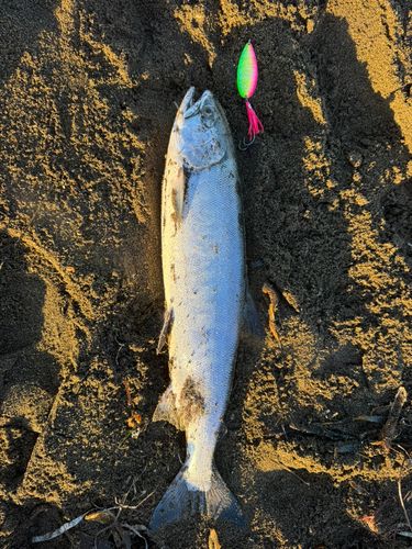 シロザケの釣果