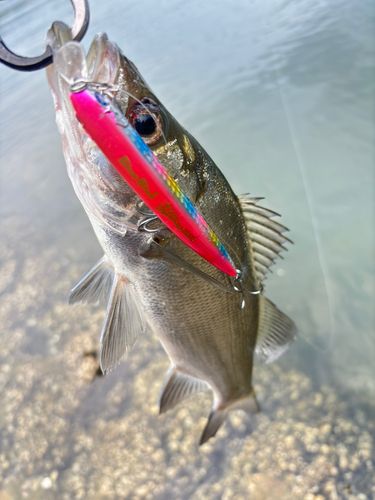 ヒラスズキの釣果
