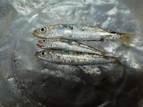 ウルメイワシの釣果